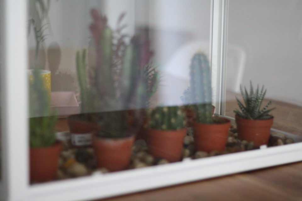 Sukkulenten Kakteen Dekoration Interior