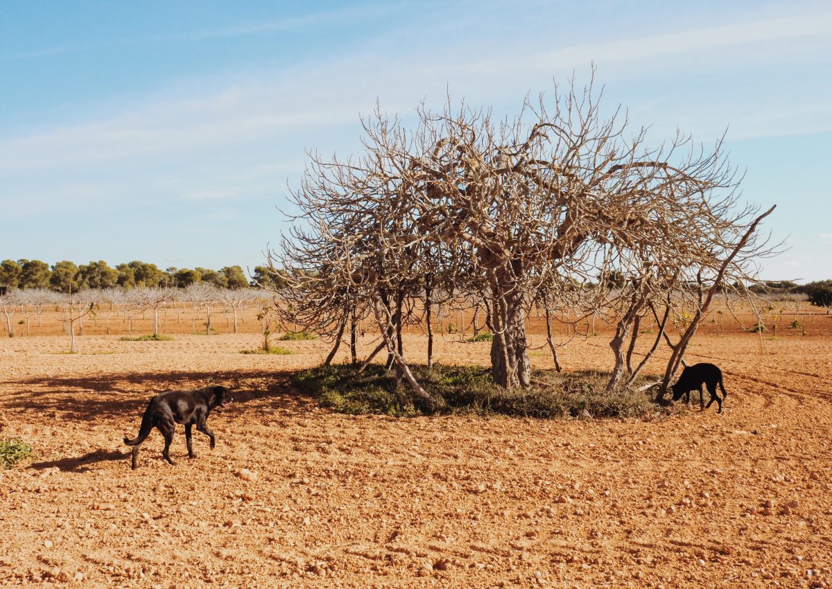 Mallorca Tipp Feigen Pflucken Auf Son Mut Nou Summer Lee